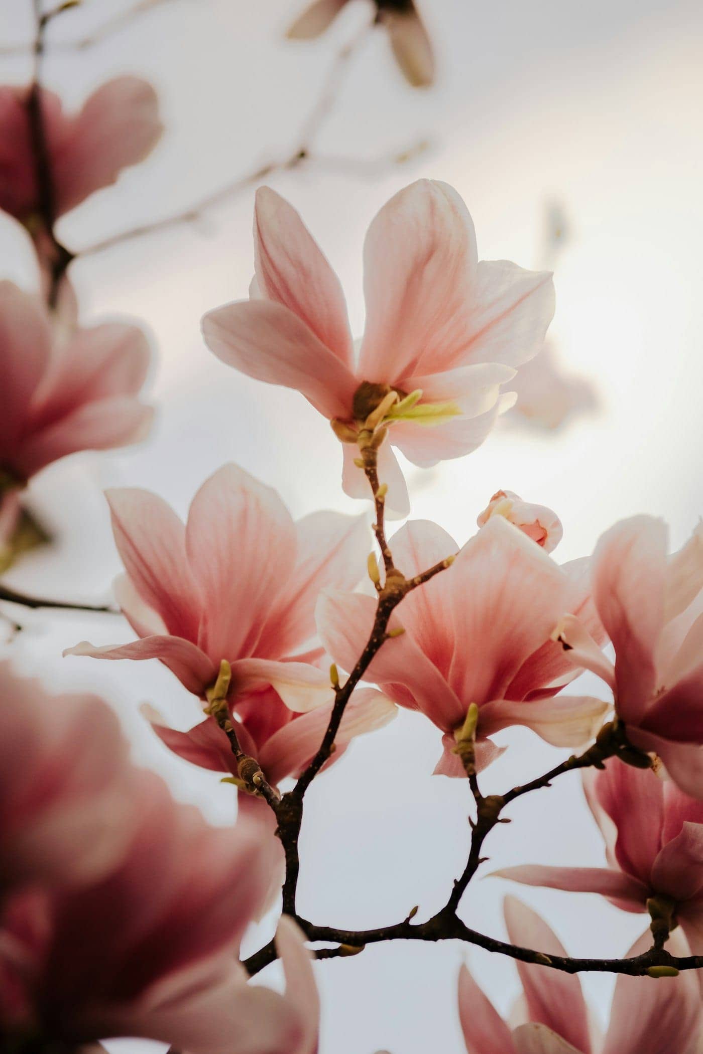 A magnolia blossom symbolizing gentle healing and new growth